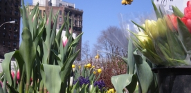 Grand Army Plaza Green Market: Bring on the Spring