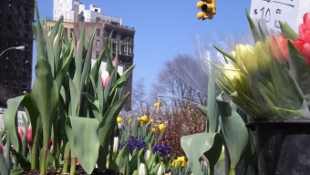 Grand Army Plaza Green Market: Bring on the Spring