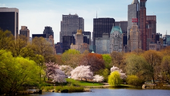 Healthy New York: Spring Allergies
