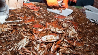 Pour on the Old Bay, The Hammer & Claws Blue Crab Feast is coming to NYC Sept. 7th – 9th!!