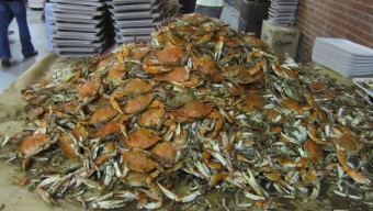 The 2012 Hammer & Claws Blue Crab Feast at The Tunnel NYC