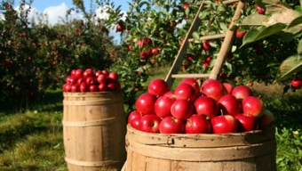 Apple Picking For Your Heart: Healthy New York